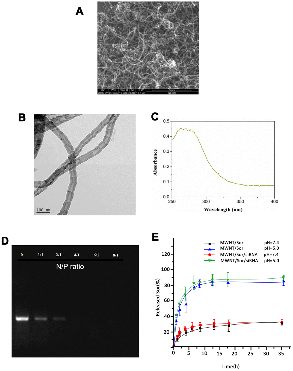 Characterization of MWNT/Sor/siRNA. (A) The representative images of MWNT/Sor/siRNA using scanning electron microscope. (B) The representative images of MWNT/Sor/siRNA using transmission electron microscopy. (C) The ultraviolet visible absorption spectra of MWNT/Sor/siRNA. (D) Gel retardation assay of naked siRNA and MWNT/Sor/siRNA complexes with the different N/P ratio. (E) Cumulative drug release profiling of MWNT/Sor and MWNT/Sor/siRNA in PBS (pH 7.4 and pH 5.0).