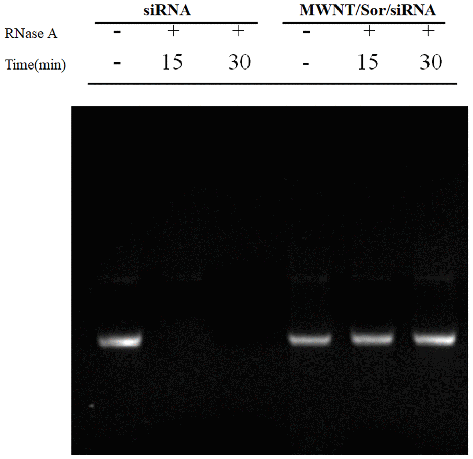 Stability of naked siRNA and MWNT/Sor/siRNA after treated with RNase by gel retardation assay.