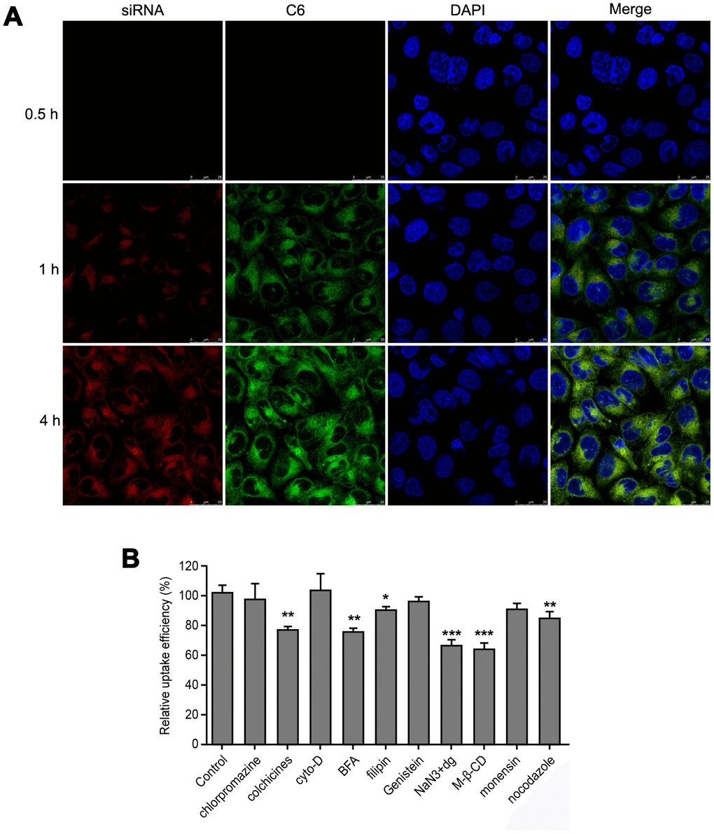Cellular uptake of MWNT/Sor/siRNA by HepG2 cells. (A) Confocal images of HepG2 cells treated with for 0.5, 1 and 4 h, respectively. (B) The relative uptake efficiency of MWNT/C6/siRNA after HepG2 cells treated with different inhibitors. *P P P 
