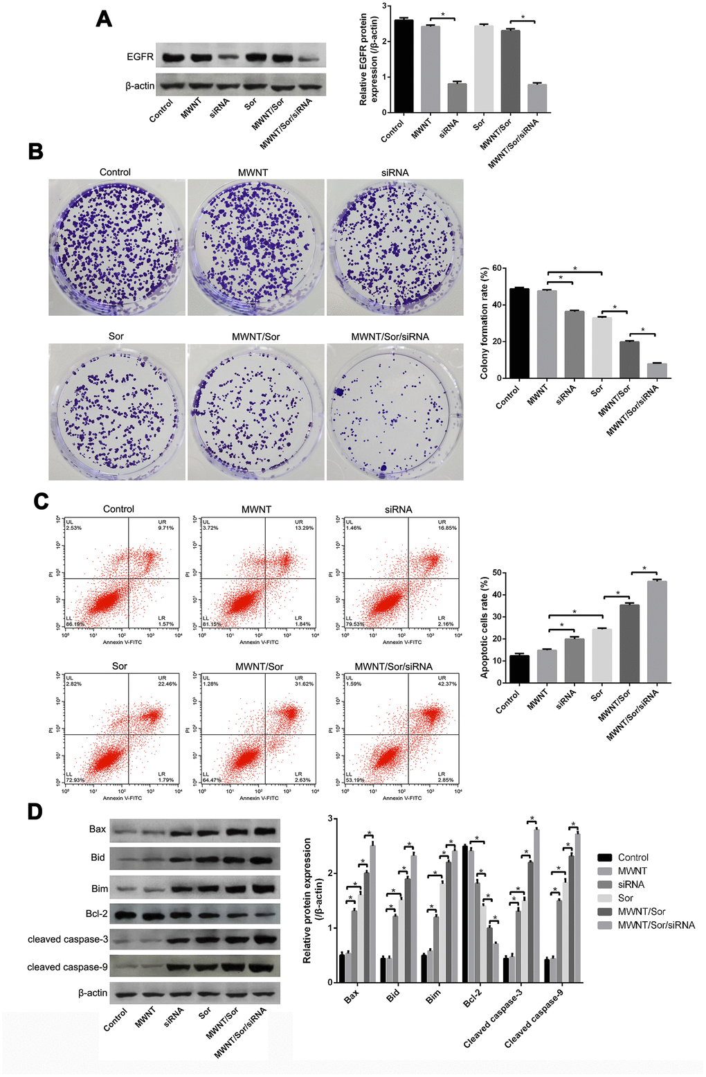 MWNT/Sor/siRNA inhibited growth of HepG2 cells. (A) The protein expression of epidermal growth factor receptor (EGFR) in HepG2 cells treated with PBS (control), MWNTs, siRNA, Sor, MWNT/Sor, or MWNT/Sor/siRNA by western blotting. (B) Colony number of HepG2 cells in control group, MWNTs, siRNA, Sor, MWNT/Sor, or MWNT/Sor/siRNA detected by colony formation assay. (C) Cell apoptosis rate of HepG2 cells in control group, MWNTs, siRNA, Sor, MWNT/Sor, or MWNT/Sor/siRNA tested by flow cytometry assay. (D) The proteins expression including Bax, Bid, Bim, cleaved caspase-3, and cleaved caspase-9, in HepG2 cells in control group, MWNTs, siRNA, Sor, MWNT/Sor, or MWNT/Sor/siRNA measured by western blot. *P 