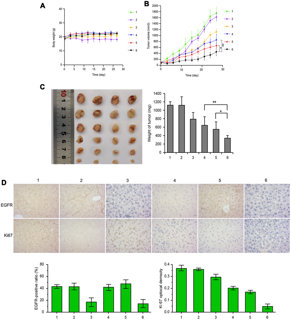 MWNT/Sor/siRNA showed better anti-tumor function in liver cancer xenograft mice. (A) The body weights of mice in different groups, including saline solution (control), MWNTs, siRNA, Sor, MWNT/Sor, or MWNT/Sor/siRNA, respectively, every 3 days for 28 days. (B) The tumor volumes of control, MWNTs, siRNA, Sor, MWNT/Sor, or MWNT/Sor/siRNA, respectively, every 3 days for 28 days. (C) The tumor weights of different treated mice on 28 days. (D) The expression of EGFR and Ki67 in tumor tissues of mice with different groups on 28 days by immunohistochemistry. *P P 