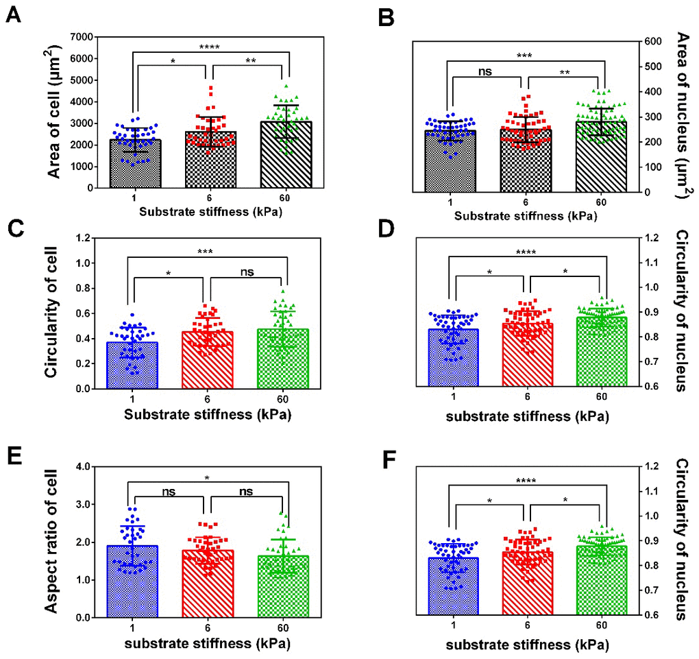 Spread area, circularity and aspect ratio of cell and nucleus correlate with substrate rigidity. Spread area (A and B), circularity (C and D) and aspect ratio (E and F) of SKOV-3 cells and nucleus were analyzed using ImageJ software. Each column represents means ± SE of 40-60 cells from 2 independent experiments. *P 