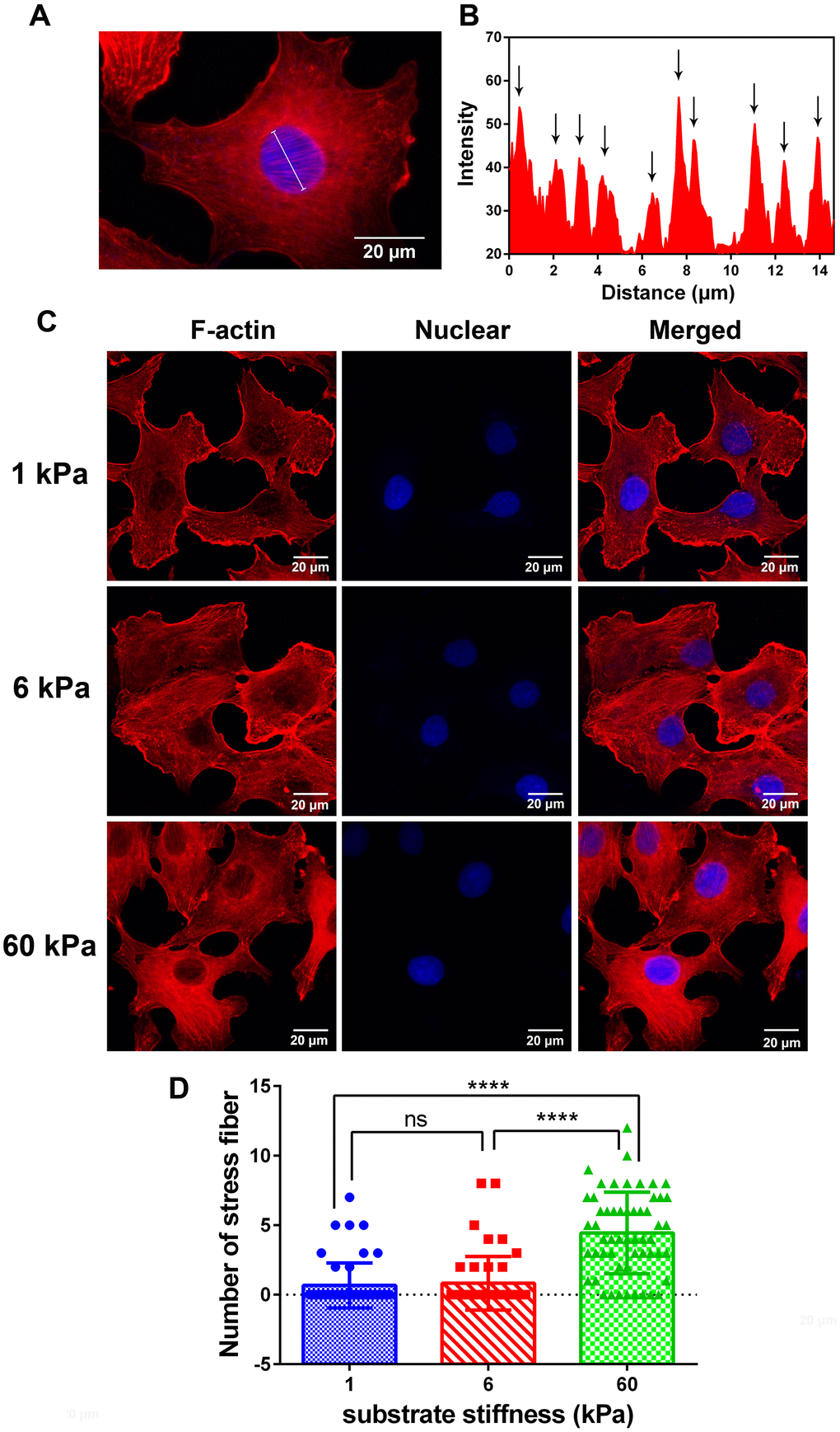 Immunofluorescence images and analysis of F-actin in SKOV-3 cells which grown on substrate with different rigidity. (A) Typical image was presented for defining the perinuclear actin stress fiber, and its analytic method using intensity calculated by ImageJ software (B). (C) SKOV-3 cells plated on collage I -coated 1 kPa, 6 kPa and 60 kPa hydrogels for 24 h were fixed and stained with rhodamine phalloidin (left) and DAPI (middle) to visualize F-actin and nucleus respectively. Scale bar - 20 μm. (D) Numbers of perinuclear actin stress fiber in SKOV-3 cells which grown on collage I-coated 1 kPa, 6 kPa and 60 kPa hydrogels for 24 h. Each column represents means ± SE of 49-55 cells from 2 experiments. **** P 