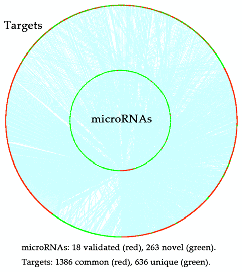 Distribution of the targets of 18 experimentally validated microRNAs and 263 novel microRNAs predicted by the random walk with restart (RWR) algorithm. Red dot in the inner ring, experimentally validated microRNAs; green dot in the inner ring, novel microRNAs; red dot in the outer ring, common targets of the experimentally validated microRNAs and novel microRNAs; green dot in the outer ring, unique targets of the experimentally validated microRNAs or novel microRNAs; blue line, the interaction between microRNAs and the targets.