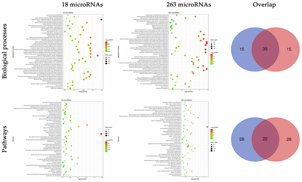 Functional enrichment analyses of the targets of 18 experimentally validated microRNAs and 263 novel microRNAs. Multiple biological processes and pathways were enriched in the targets of 18 experimentally validated microRNAs and 263 novel microRNAs, and there existed a high proportion of overlap.