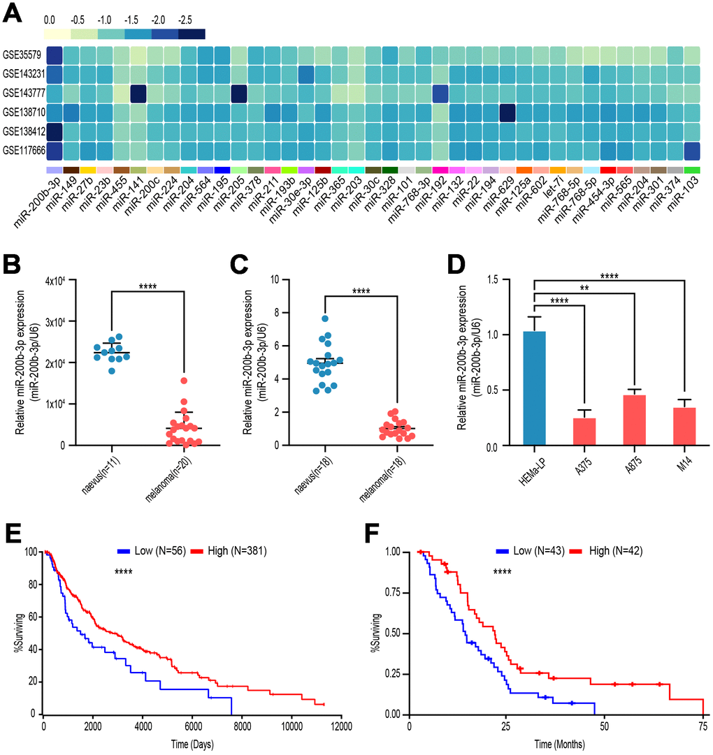 miR-200b-3p was down-regulated in malignant melanoma and associated with poor overall survival. (A) GSE35579, GSE143231, GSE143777, GSE138710, GSE138412, GSE117666 profiles were analyzed to screen melanoma-related miRNAs. (B) Levels of miR-200b-3p between benign nevus (n=11) and malignant melanoma (n=20) tissues were analyzed according to GSE35579. (C) Levels of miR-200b-3p of clinic samples between benign nevus (n=18) and malignant melanoma tissues (n=18) were measured by RT-qPCR. (D) Levels of miR-200b-3p in melanoma cells lines (A375, A875 and M14) compared to benign epithelial cell, HEMa-LP, by RT-qPCR. (E) Kaplan–Meier survival curves for melanoma patients with high (n=56) or low (n=381) miR-200b-3p levels. (F) Kaplan–Meier survival curves for mesothelioma patients with high (n=43) or low (n=42) miR-200b-3p levels.