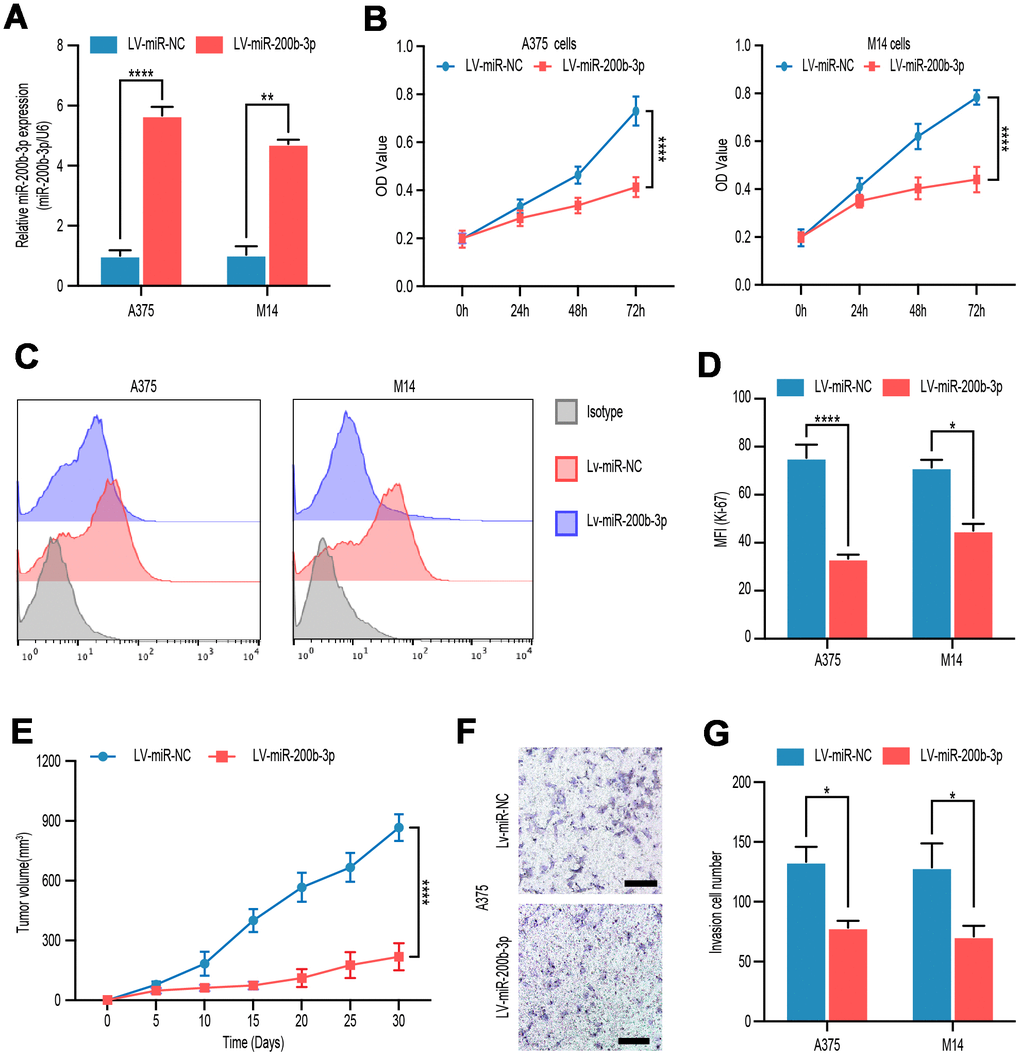 miR-200b-3p inhibited proliferation and invasion of melanoma cells. (A) A375 and M14 were transfected with LV-miR-NC or LV-miR-200b-3p for 24 hours and RT-qPCR was used to access miR-200b-3p levels. (B) CCK-8 assays were used to identify cell proliferation of LV-miR-200b-3p-transfected melanoma cells compared with that of control cells. (C–D) Following treatment for 48 hours, Ki67 was tested by flow cytometry in LV-miR-200b-3p-transfected cell lines compared with that of control cells. (E) Tumor growth curves were calculated after A375 cells transfected with miR-200b-3p. (F–G) Cell invasion was detected after cells transfected with LV-miR-200b-3p or control at 24h. Scale bars: 100 μm.