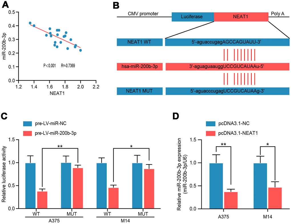 NEAT1 modulated miR-200b-3p through directly binding. (A) Spearman’s correlation analysis showed the correlation of miRNA-200b-3p and NEAT1 in malignant melanoma tissues(n=18) (R=−0.7369, P B) Schematic view of putative miRNA-200b-3p targeting site in the Wt and MUT 3’-UTR of NEAT1. (C) Luciferase reporter assay in A375 and M14 cells transfected with luciferase report plasmids containing NEAT1 3’- UTR (WT or MUT), and pre-miR-control or pre-miR-200b-3p. (D) RT-qPCR was performed to measure the level of miR-200b-3p after cells were transfected with pcDNA3.1-NC or pcDNA3.1-NEAT1 in A375 and M14 cells.