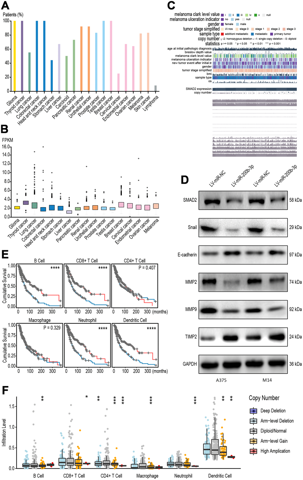 The NEAT1/miR-200b-3p/SMAD2 axis tended to promote melanoma by immune regulation. (A) Pan-cancer analysis was performed to test the positive rates of SMAD2 in several cancer tissues. (B) Pan-cancer analysis showed that SMAD2 was significantly increased In 17 types of cancer tissues. (C) Sequencing data and clinical characteristic was analyzed to show SMAD2 related with signaling pathways. (D) Western blot determined SMAD2-associated signaling proteins after transfection with LV-miR-200b-3p in A375 and M14 cells. (E) Kaplan-Meier plots was drawn to visualize the survival outcomes for different immune infiltrates according to a multivariable Cox proportional hazard model. (F) Immune infiltrates assays demonstrated SMAD2-related immune cells after melanoma patients were classified according to SMAD2 levels.