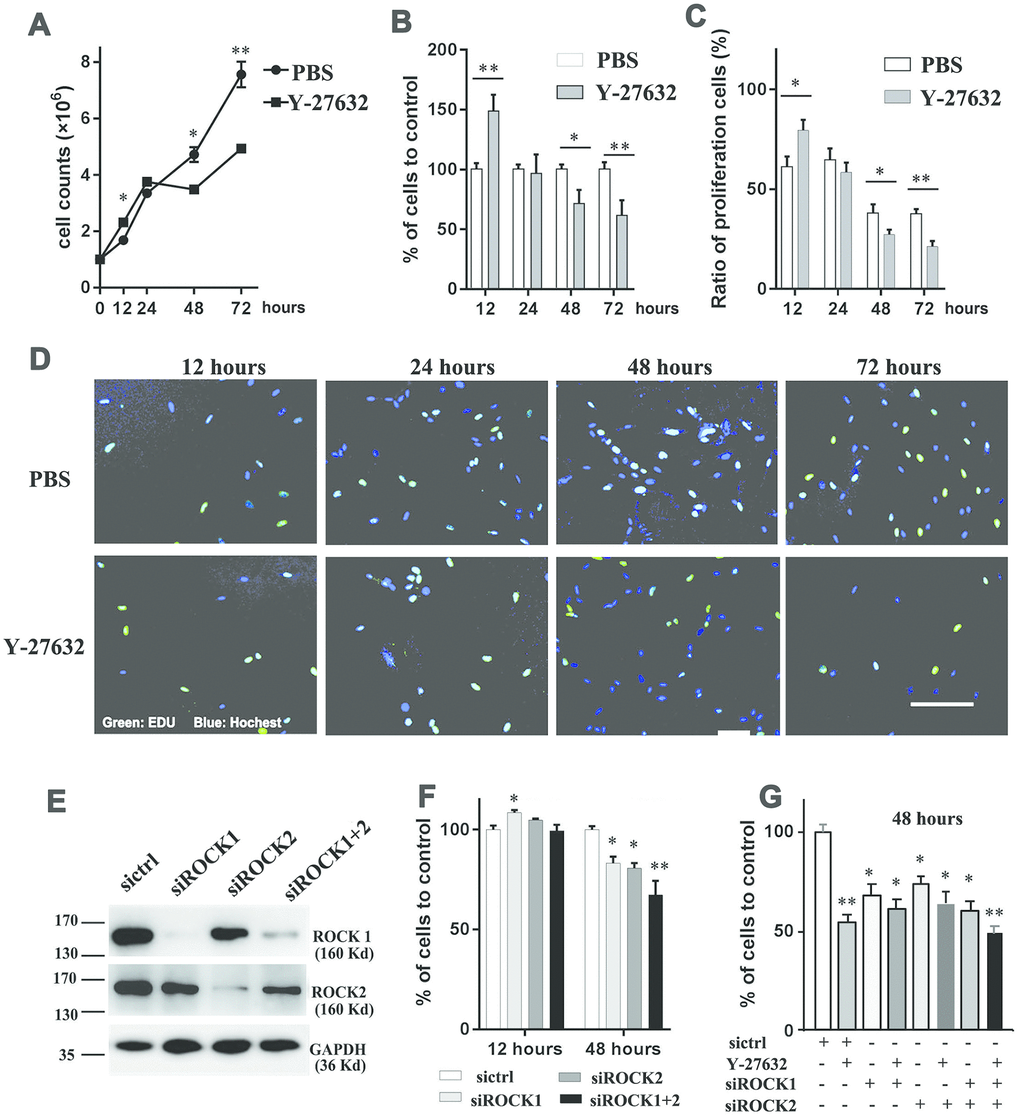 Inhibition of ROCK signaling decreases the growth of HDFs. (A) One x 106 HDFs were seeded in growth medium in the presence of 10 μM Y-27632 or PBS (as control); cells were then collected at the indicated times to analyze cell numbers using an automatic cell-counter; (B) HDFs were cultured under the same conditions as in (A); cells were collected at the indicated times to analyze cell proliferation using a CCK8 kit, and the percentage of cell growth was calculated relative to the corresponding control (PBS) as 100. (C) and (D): HDFs were cultured with 10 μM Y-27632 or control PBS, then fixed at the indicated times and stained with the proliferation marker EdU (green) and DAPI to stain nuclei (blue). The quantification of EdU-positive cells is shown in (C), which was calculated as the percentage of green cells (total count of 200 cells) of DAPI positive cells (blue); representative images of EdU staining are shown in (D). Scale bars = 100 μm. (E) HDFs were transfected with siRNAs specific for ROCK1 (siROCK1), ROCK2 (siROCK2) or both ROCK1 and ROCK2 (siROCK1+2); control HDFs were transfected with a scrambled siRNA (sictrl), and cells were collected at 48 h after transfection to detect the expression of ROCK1 and ROCK2 by western-blot (E). (F) One x 106 HDFs were transfected with siRNAs specific for ROCK1 and/or ROCK2 and a scrambled siRNA (sictrl), at 12 and 48 h after transfection cells were collected to analyze cell proliferation using a CCK-8 kit. The percentage of cells was calculated relative to cells transfected with the negative control siRNA as 100. (G) One x 106 HDFs were transfected with siRNAs specific for ROCK1 and/or ROCK2 and a scrambled siRNA (sictrl) plus/minus Y-27632 and at 48 h after transfection, cells were collected to analyze cell proliferation using a CCK-8 kit. The percentage of cells was calculated relative to cells transfected with the negative control siRNA without treatment of Y-27632 as 100. All experiments were repeated at least 4 times. *P