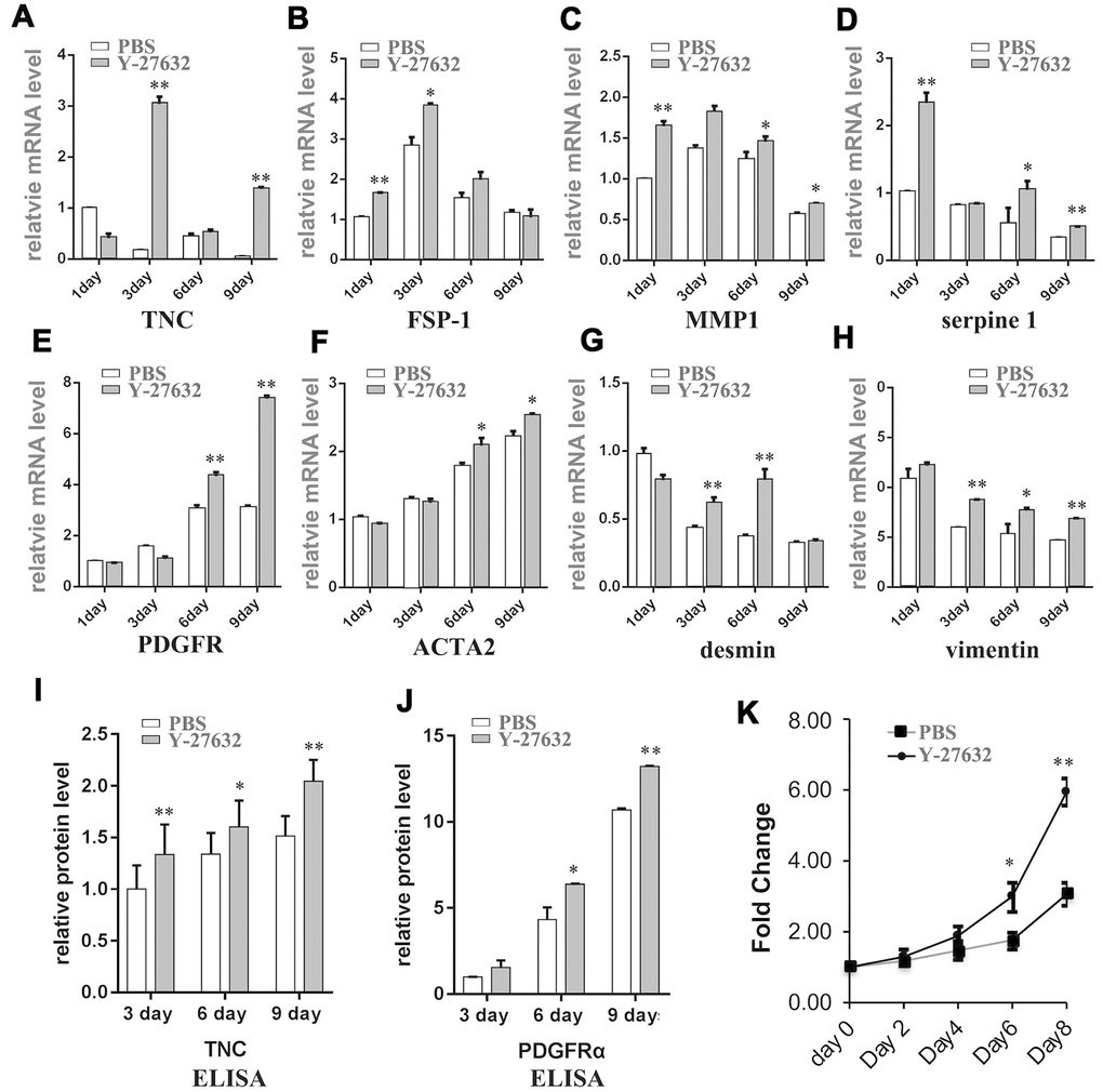 Prolonged treatment of HDFs with Y-27632 causes a CAF-like phenotype. (A–H) HDFs were treated with PBS or 10 μM Y-27632 for 1, 3, 6 and 9 days. HDFs were collected at the indicated times, and mRNA expression levels of several cancer associated fibroblast phenotype related genes as indicated were analyzed using RT-qPCR. The fold changes of these genes in Y-27632 treated HDFs relative to the control (expression level as 1) are shown. (I) and (J) HDFs were treated as described for (A–H), and cell culture media were collected at the indicated times for ELISA assays of protein levels of TNC (i) and PDFGRα (J). The fold changes of TNC and PDFGRα in Y-27632 treated HDFs relative to the control at 3 days (expression level as 1) are shown. (K) HDFs were cultured in epidermal medium with PBS or 10 μM Y-27632 for 3 days, then the medium was replaced without adding Y-27632 for another 3 days, after which the conditioned media were collected and used to culture SCC13 cells. The SCC cells were cultured with the conditioned media for 8 days, and then were assessed every two days for the analysis of cell growth using a CCK8 kit. All experiments were repeated at least 4 times, *P