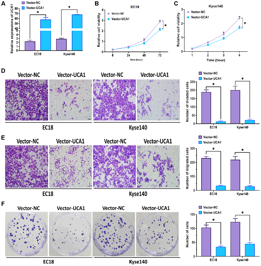 Effect of overexpression of UCA1 on esophageal cancer cells. (A) Expression of UCA1 in esophageal cancer cell lines EC18 and Kyse140 transfected with UCA1-expressing plasmids (vector-UCA1) or negative control plasmids (vector-NC). (B, C) Cell viability of EC18 and Kyse140 cells transfected with UCA1-expressing plasmids (vector-UCA1) or negative control plasmids (vector-NC). Scale bar = 50 nm. (D) Invasive ability of EC18 and Kyse140 cells transfected with UCA1-expressing plasmids (vector-UCA1) or negative control plasmids (vector-NC). Scale bar = 50 nm. (E) Migratory ability of EC18 and Kyse140 cells transfected with UCA1-expressing plasmids (vector-UCA1) or negative control plasmids (vector-NC). Scale bar = 50 nm. (F) Colony formation ability of EC18 and Kyse140 cells transfected with UCA1-expressing plasmids (vector-UCA1) or negative control plasmids (vector-NC). (*) denotes the difference between groups (P