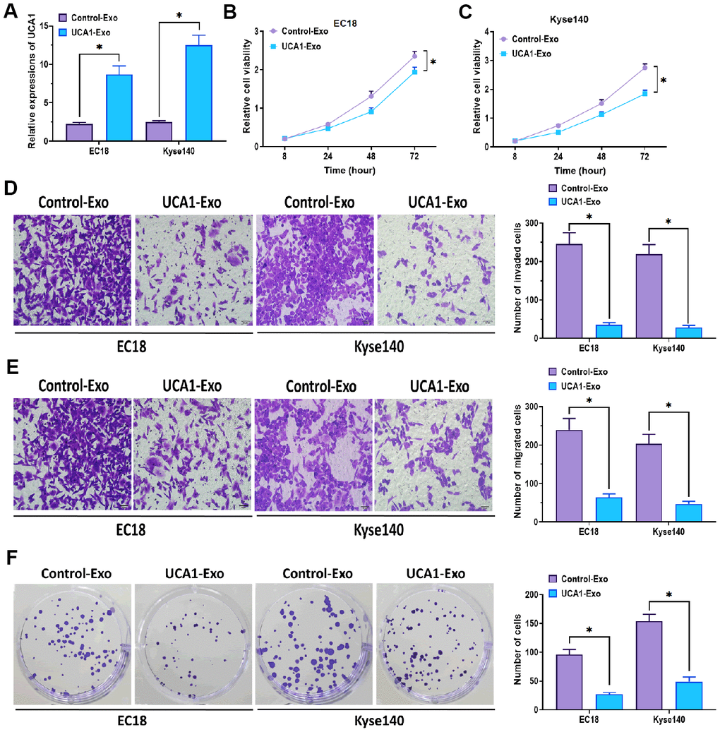 Effect of exosomal UCA1 on esophageal cancer cells. (A) Expression of UCA1 in EC18 and Kyse140 cells treated with exosomes derived from NEEC cells transfected with UCA1-expressing plasmids (UCA1-Exo) or negative control plasmids (Control- Exo). (B, C) Cell viability of EC18 and Kyse140 cells treated with exosomes derived from NEEC cells transfected with UCA1-expressing plasmids (UCA1-Exo) or negative control plasmids (Control- Exo). (D) Invasive ability of EC18 and Kyse140 cells treated with exosomes derived from NEEC cells transfected with UCA1-expressing plasmids (UCA1-Exo) or negative control plasmids (Control- Exo). Scale bar = 50 nm. (E) Migratory ability of EC18 and Kyse140 cells treated with exosomes derived from NEEC cells transfected with UCA1-expressing plasmids (UCA1-Exo) or negative control plasmids (Control- Exo). Scale bar = 50 nm. (F) Colony formation ability of EC18 and Kyse140 cells treated with exosomes derived from NEEC cells transfected with UCA1-expressing plasmids (UCA1-Exo) or negative control plasmids (Control- Exo). (*) denotes the difference between groups (P