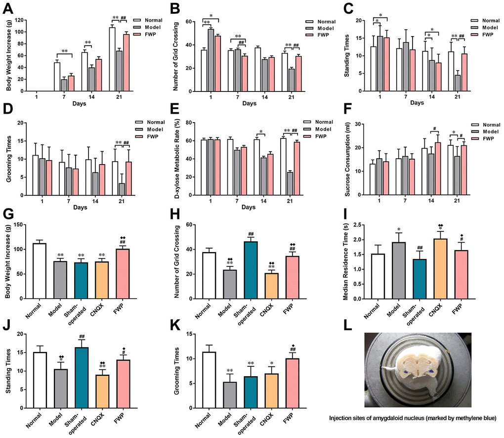 Evaluation of chronic restraint stress induced rat model representing depression with liver-depression and spleen-deficiency syndrome, as well as effects of FWP on behavior changes. For model evaluation experiment: (A) Body weight increase (g). (B–D) Number of grid crossing, standing times, and grooming times in open field test. (E) Urinary excretion rate of xylose test (%). (F) Sucrose consumption (mL). For FWP treatment experiments: (G) Body weight increase (g). (H–K) Number of grid crossing, median residence time (s), grooming times, and standing times in open field test. (L) CNQX injection sites in amygdaloid nucleus (marked by methylene blue). n=19 or 20 for (A–F), and n=13-15 for G-K. *PP#P##P♦P♦♦P