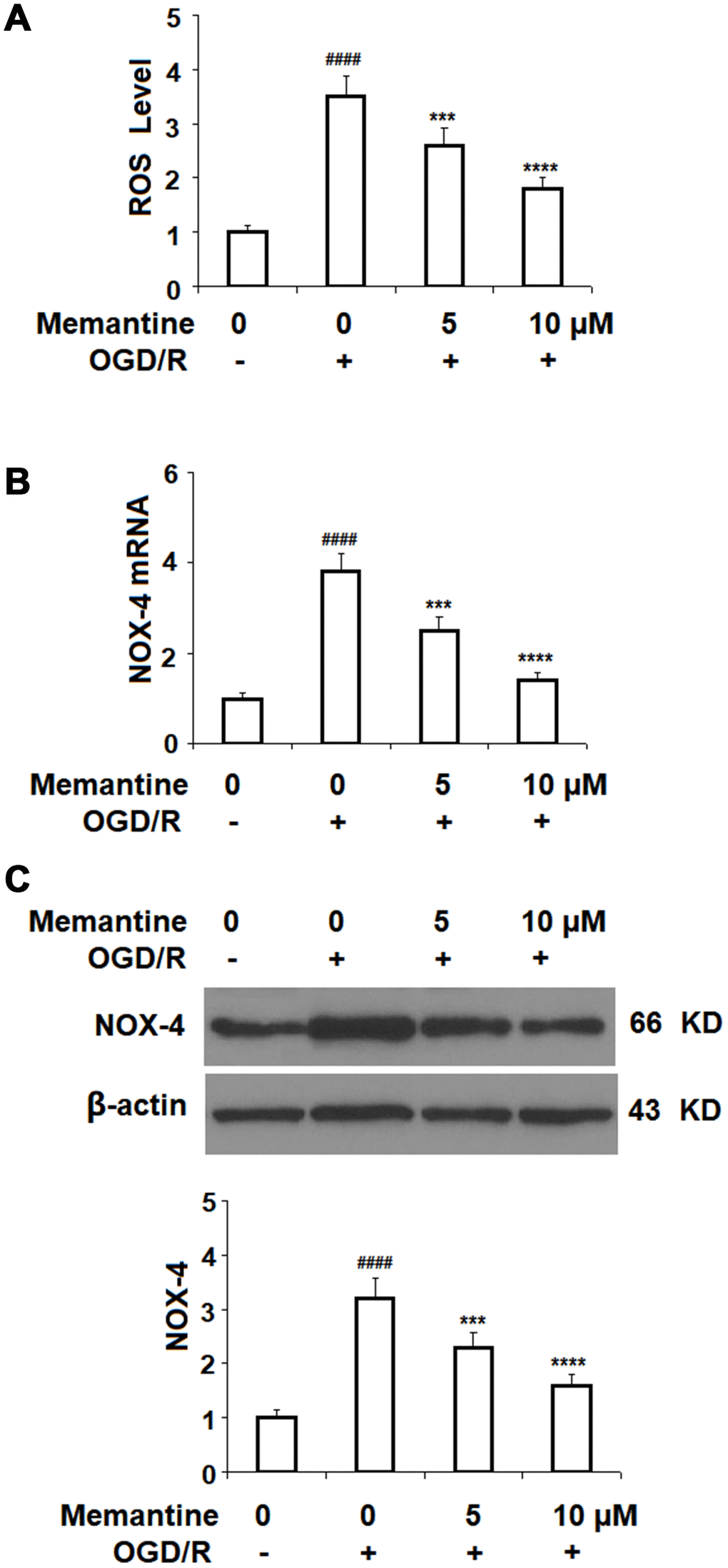 Memantine suppressed oxygen-glucose deprivation/reperfusion-induced oxidative stress in human umbilical vein endothelial cells (HUVECs). Cells were treated with memantine (5, 10 μM) for 6 h, followed by exposure to oxygen-glucose deprivation (6 h)/reperfusion (24 h) (OGD/R). (A) Intracellular ROS was measured by dihydroethidium (DHE); (B) mRNA of NOX-4 as measured by real-time PCR; (C) Protein of NOX-4 as measured by western blot analysis (####, P