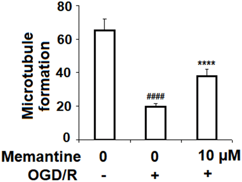 Memantine prevented OGD/R-induced reduced angiogenesis in HUVECs. Cells were treated with memantine (10 μM) for 6 h, followed by exposure to oxygen-glucose deprivation (6 h)/reperfusion (24 h) (OGD/R). Microtubule formation was quantified by Matrigel assay (####, P