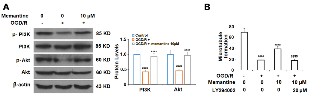 The effects of memantine on endothelial microtubule formation are mediated by the PI3K/Akt signaling in HUVECs. (A) Cells were treated with memantine (10 μM) for 6 h, followed by exposure to oxygen-glucose deprivation (6 h)/reperfusion (24 h) (OGD/R). Phosphorylated and total levels of PI3K and Akt were measured; (B) Inhibition of PI3K/Akt with LY294002 (20 μM) abolished the protective effects of memantine in microtubule formation (####, P