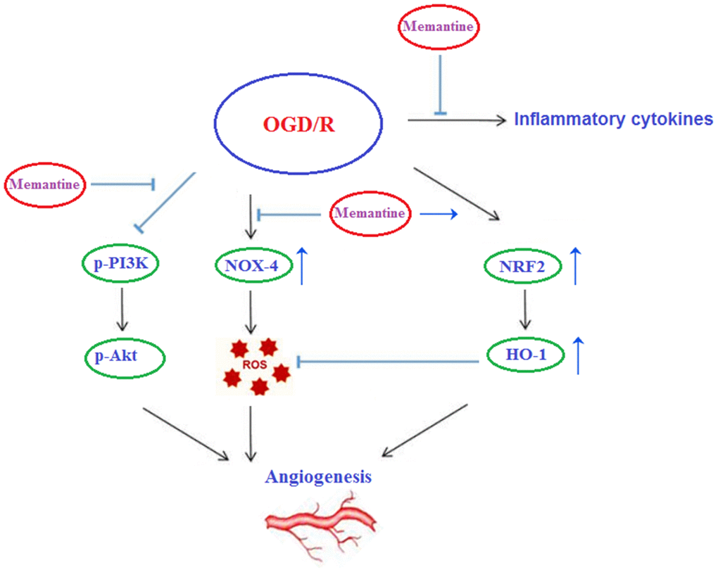 Graphic summary of the underlying mechanism.