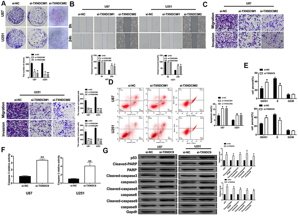 Knockdown of TXNDC9 prevented proliferation and induced apoptosis of U87 cells. (A) The colony formation assay. (B, C) Wound healing assay and transwell were performed for detecting the effect of TXNDC9 on migration and invasion. (D) The apoptosis rate of U87 and U251 cells were measured by flow cytometry. The histogram at the right is a statistical graph. n=4, *PE) Flow cytometry was performed to determine the cell cycle in U87 and U251 cells after transfection si-TXNDC9/si-NC. n= 4, *PF) The caspase3 activity of U87 and U251 cells was evaluated by the caspase3 activity kit. n= 6, **PG) The protein level of p53, Cleaved-caspase3, Cleaved-caspase8, and Cleaved-caspase9 were detected by western blot, Gapdh was indicated as a loading control. n= 6, *P