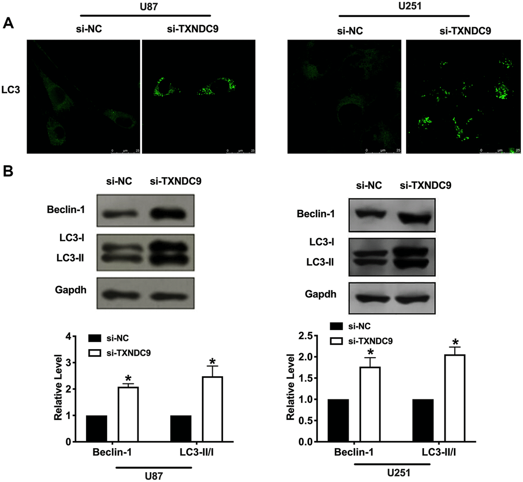 Knockdown of TXNDC9 promoted autophagy in U87 cells. (A) The level of GFP-LC3 and localization in U87 and U251 cells after transfecting with si-TXNDC9/si-NC. Representative immunofluorescence images were shown. (B) The protein level of Beclin-1 and LC3-I/II was detected in U87 and U251 cells, Gapdh was indicated as a loading control. n= 6, *P