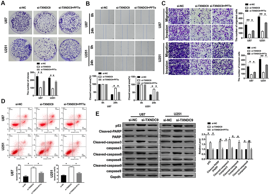 TXNDC9 regulated glioma program via controlling p53. (A) The colony formation assay. (B, C) Wound healing assay and transwell were performed for detecting the effect of p53 on migration and invasion. (D) The apoptosis rate of U87 and U251 cells was measured after si-TXNDC9/si-NC transfection and PFTα treatment. The histogram at the right is a statistical graph. n=6, *PE) The protein level of p53, Cleaved-caspase3, Cleaved-caspase8, and Cleaved-caspase9 were detected by western blot, Gapdh was indicated as a loading control. n= 6, *P