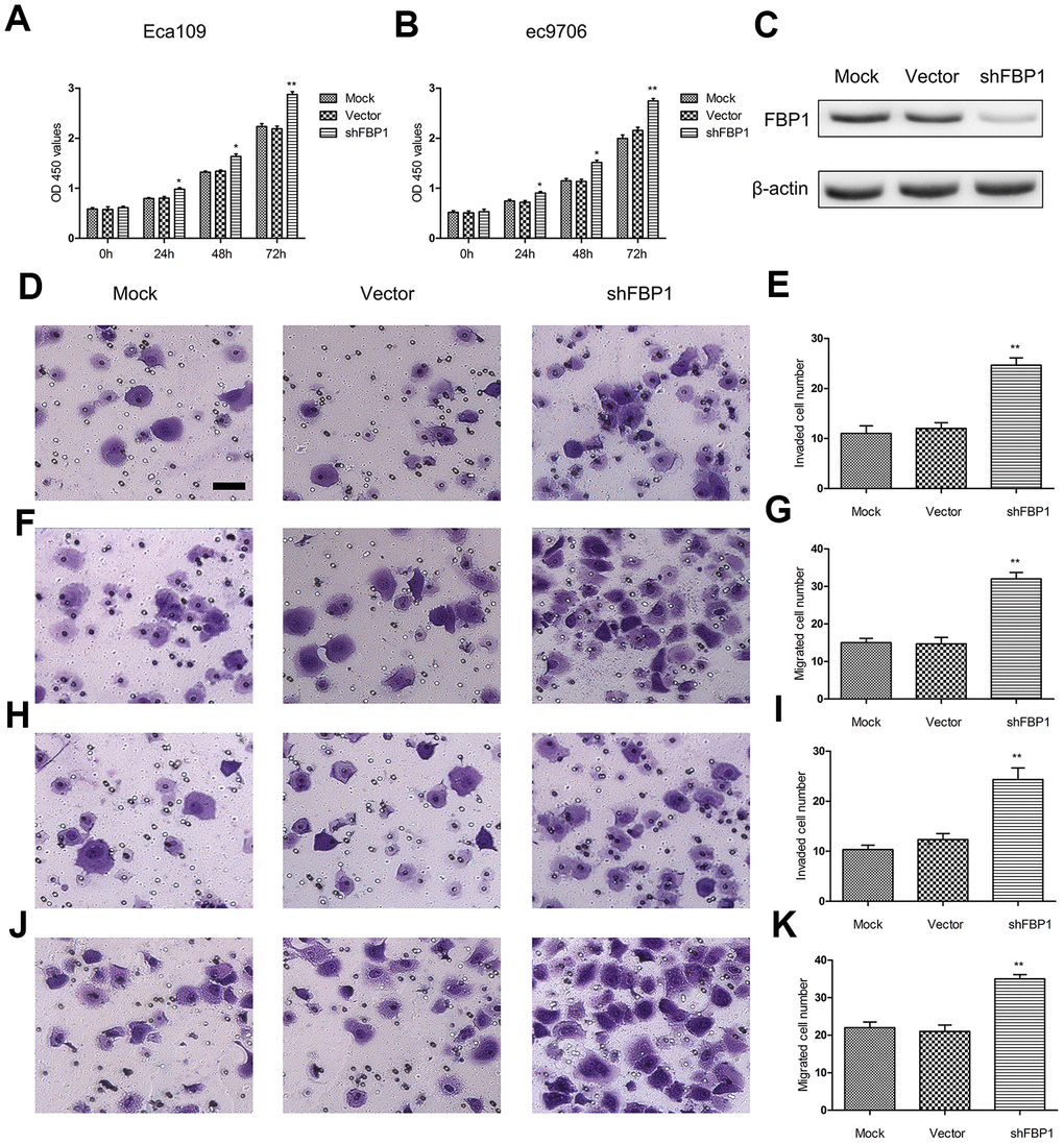 Loss of FBP1 promoted ESCC cell proliferation, migration and invasion. (A, B) The impact of FBP1 expression on ESCC cell proliferation as assessed using CCK-8 proliferation. (C) Validation of knockdown of FBP1 in Eca109 cells using shFBP1 transfection. (D, E) The impact of FBP1 expression on ESCC cell invasion was performed using shFBP1 transfection in Eca109 cells. (F, G) The impact of FBP1 expression on ESCC cell migration was performed using shFBP1 transfection in Eca109 cells. (H, I) The impact of FBP1 expression on ESCC cell invasion was determined using shFBP1 transfection in ec9706 cells. (J, K) The impact of FBP1 expression on ESCC cell migration was determined using shFBP1 transfection in ec9706 cells. scale bar= 20μm. Mock, the blank control group. Vector, the blank vector group. shFBP1, FBP1 shRNA vector group. *p
