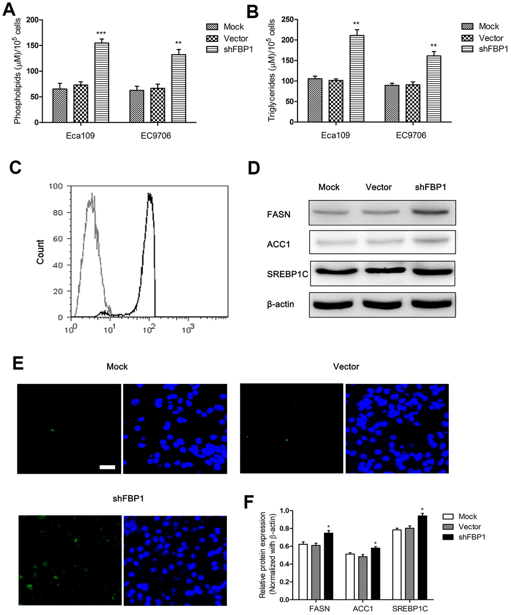 Loss of FBP1 regulated fatty acid metabolism in ESCC cells. (A) The impact of FBP1 expression on the content of phospholipids in ESCC cells. (B) The impact of FBP1 expression on the content of triglycerides in ESCC cells. (C) The neutral lipids content was detected by flow cytometry in Eca109 cells, gray, control; black, shFBP1. (D, F) The impact of FBP1 expression on the expression of FASN, ACC1 and SREBP1C was determined in ESCC cells. (E) The neutral lipids content was detected by staining with BODIPY 493/503 dye (green) and DAPI (blue) in Eca109 cells, scale bar= 20μm. Mock, the blank control group. Vector, the blank vector group. shFBP1, FBP1 shRNA vector group. **p