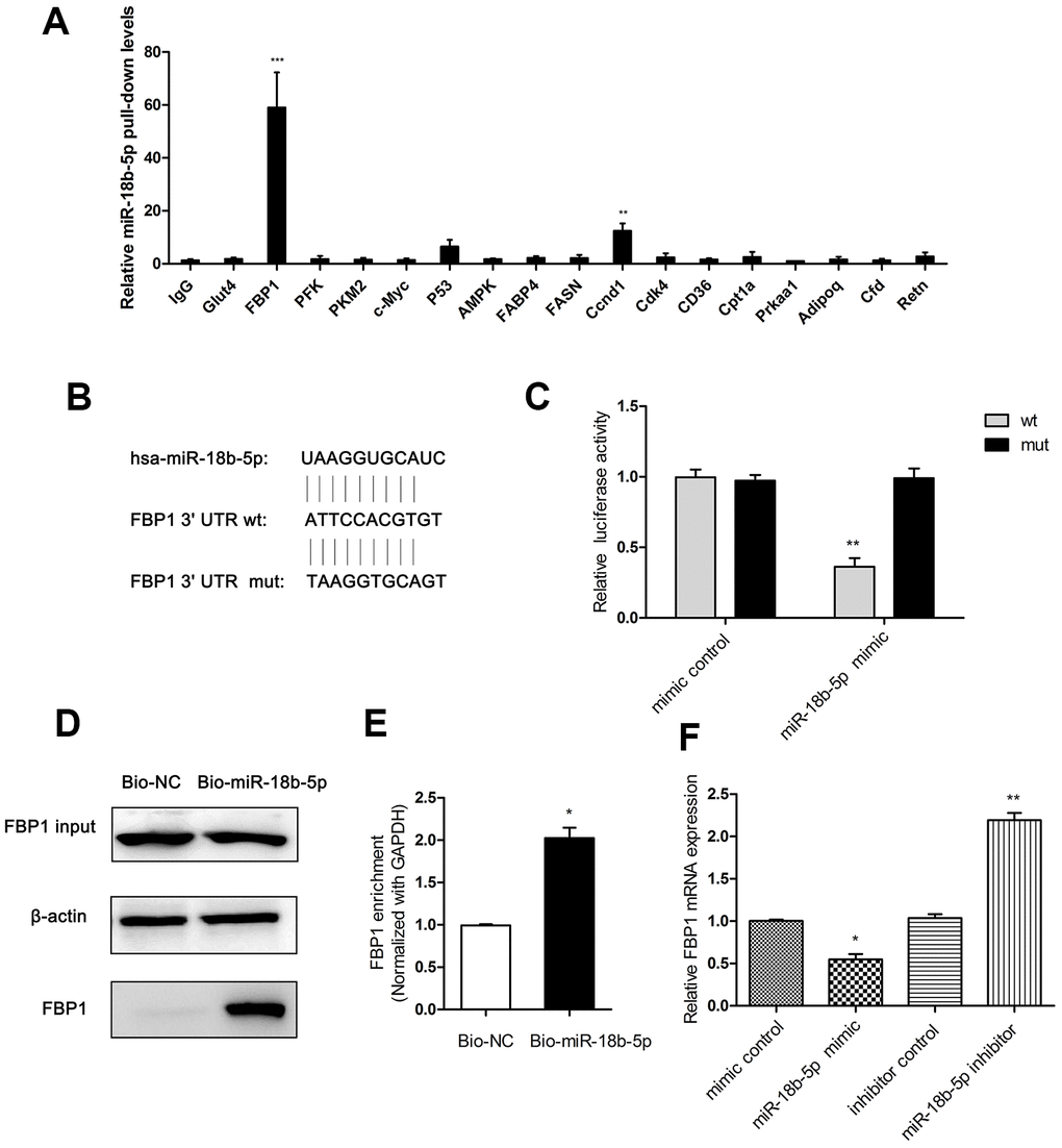 FBP1 was interacted with miR-18b-5p in Eca109 cells. (A) Cell lysates prepared from Eca109 cells were incubated with antibodies against IgG, Glut4, FBP1, PFK, PKM2, c-Myc, P53, AMPK, FABP4, FASN, Ccnd1, Cdk4, CD36, Cpt1a, Prkaa1, Adipoq, Cfd and Retn. The precipitated products were subjected to real-time PCR with primers amplifying miR-18b mRNA. Error bars, SD (n = 4). **p B) The prediction of miR-18b-5p and 3’UTR of FBP1 targeting site. (C) miR-18b-5p mimic directly targeted the wt of FBP1 in Eca109 cells. (D) The pulled down FBP1 in the Bio-miR-18b-5p transfected cells. (E) Enrichment of FBP1 transcripts in Bio-miR-18b-5p pull-down mRNA in Eca109 cells. (F) The FBP1 expression was determined following treatment with miR-18b-5p mimic or inhibitor. Wt, wild-type reporter plasmid containing FBP1 3’UTR; mut, mutations reporter plasmid in the same regions. Mimic control, the miR-18b-5p mimic negative control group. Bio-NC, biotin-labeled negative control. Bio-miR-18b-5p, biotin-labeled miR-18b-5p. Inhibitor control, the miR-18b-5p inhibitor negative control group. *p