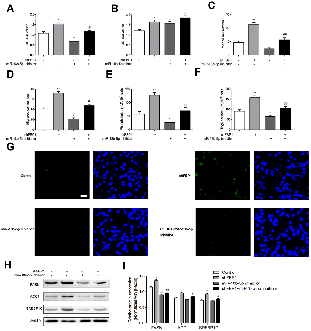 MiR-18b-5p inhibitor regulated loss of FBP1 induced fatty acid metabolism in Eca109 cells. (A) The Eca109 cell proliferation was determined following treatment with shFBP1 and/or miR-18b-5p inhibitor. (B) The Eca109 cell proliferation was determined following treatment with shFBP1 and/or miR-18b-5p mimic. (C) The Eca109 cell invasion was determined following treatment with shFBP1 and/or miR-18b-5p inhibitor. (D) The Eca109 cell migration was determined following treatment with shFBP1 and/or miR-18b-5p inhibitor. (E) The content of phospholipids was determined following treatment with shFBP1 and/or miR-18b-5p inhibitor. (F) The content of triglycerides was determined following treatment with shFBP1 and/or miR-18b-5p inhibitor. (G) The neutral lipids content was determined following treatment with shFBP1 and/or miR-18b-5p inhibitor by staining with BODIPY 493/503 dye (green) and DAPI (blue) in Eca109 cells, scale bar= 20μm. (H, I) The protein expression and quantification of FASN, ACC1 and SREBP1C was determined following treatment with shFBP1 and/or miR-18b-5p inhibitor. *p
