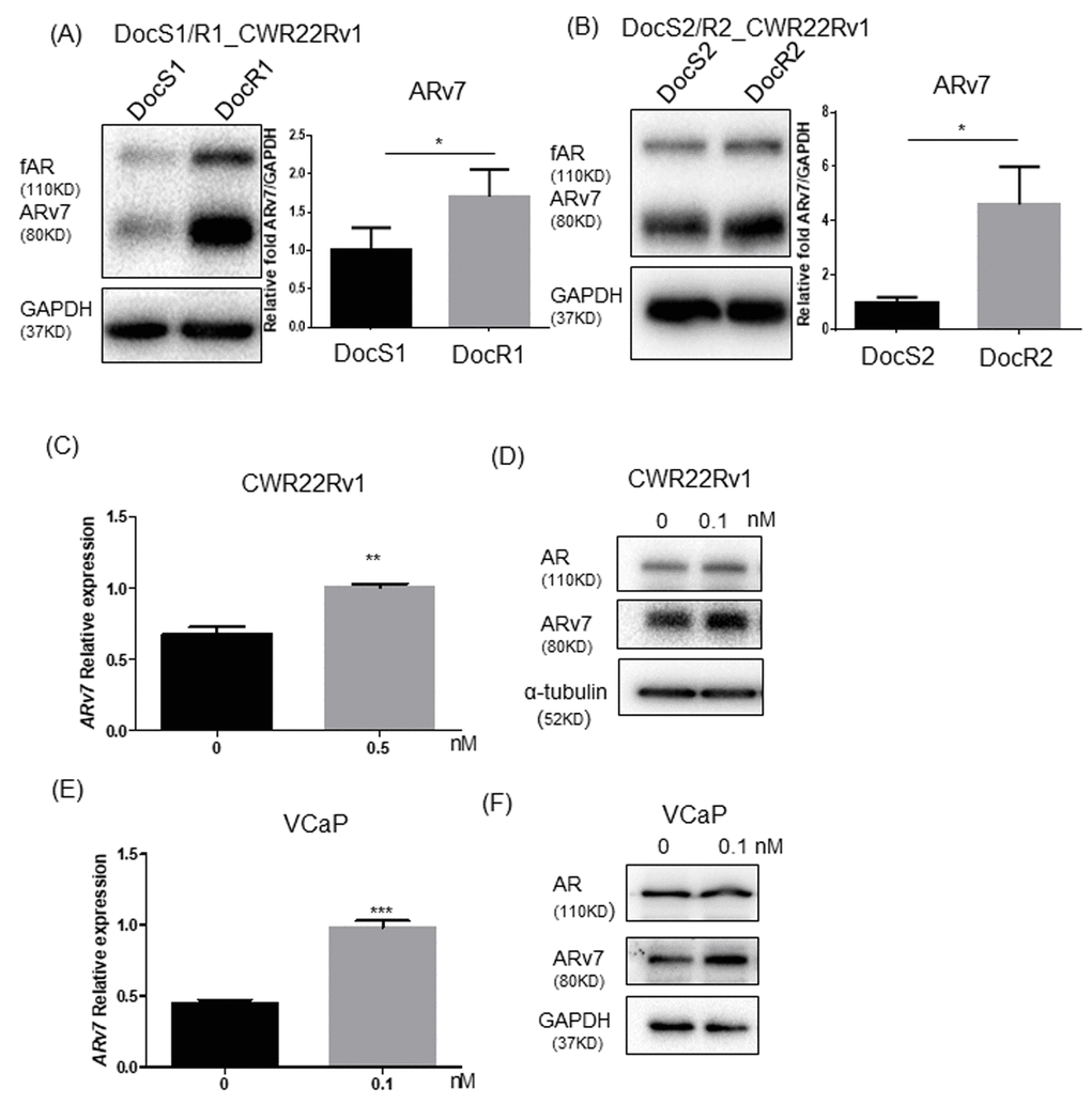 Doc treatment increased ARv7 in CRPC and DocRPC cells. (A, B) ARv7 expression (left panel: immunoblot for protein level; right panel: real-time PCR for mRNA level) is higher in DocR1