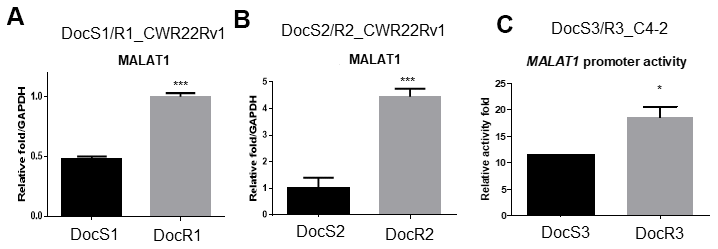 Doc increased the expression of MALAT1 in DocR- cells. (A–C) The RNA expression of MALAT1 (A) in DocS1