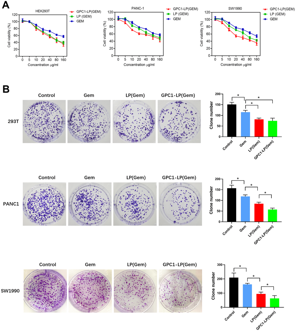 GPC1-LP (GEM) inhibited cell growth in293T cells, PANC-1 cells and SW1990 cells. (A) Cell viability of 293T cells, PANC-1 cells and SW1990 cells treated with different doses of GEM, LP (GEM) and GPC1-LP (GEM) at 24h and 48 h by MTT assay. (B) Clone number of 293T cells, PANC-1 cells and SW1990 cells treated with PBS (control), GEM, LP (GEM) and GPC1-LP (GEM) by colony formation assay. *p