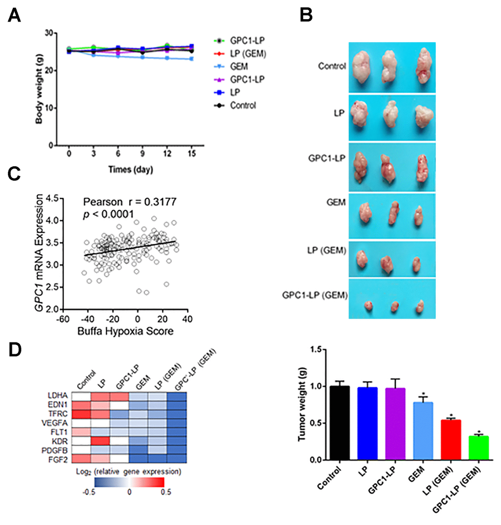 GPC1-LP (GEM) inhibited tumor growth of the orthotopic pancreatic cancer mice. (A) The weight changes of the orthotopic pancreatic cancer mice treated with saline (control), LP, GPC1-LP, GEM, LP (GEM) and GPC1-LP (GEM). (B) The tumor weight of the orthotopic pancreatic cancer mice treated with saline (control), LP, GPC1-LP, GEM, LP (GEM) and GPC1-LP (GEM). (C) The correlation between GPC1 mRNA and hypoxia in pancreatic cancer was detected by TCGA database. (D) qRT-PCR was used to detect mRNA expression levels of tumor tissues and genes associated with hypoxia. *p