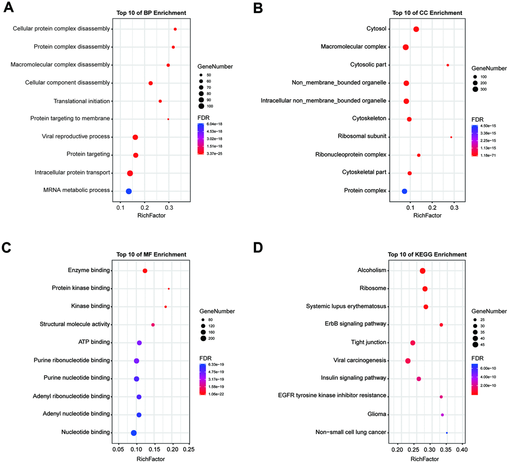 GO and KEGG pathway enrichment analysis. Enrichment analysis was performed to preliminarily explain the potential mechanisms of 14-3-3 isoforms and their interactors. (A) Biological process, (B) cellular component, (C) molecular function and (D) KEGG pathway analyses. The size of each circle indicates the counting number on each term, while the color represents the p-value of the enrichment analysis.