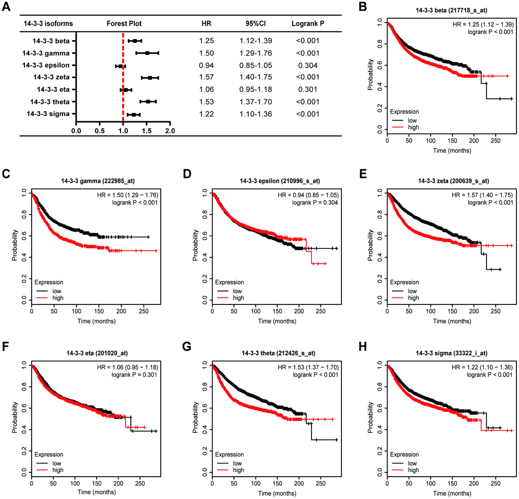 Prognostic value of 14-3-3 isoforms in BrCa patients (RFS). (A) Forest map exhibiting the prognostic value of 14-3-3 isoforms in predicting RFS. RFS curves were plotted to evaluate the prognostic value of 14-3-3 isoform mRNA expression. (B) 14-3-3 beta, (C) 14-3-3 gamma, (D) 14-3-3 epsilon, (E) 14-3-3 zeta, (F) 14-3-3 eta, (G) 14-3-3 theta, (H) 14-3-3 sigma.