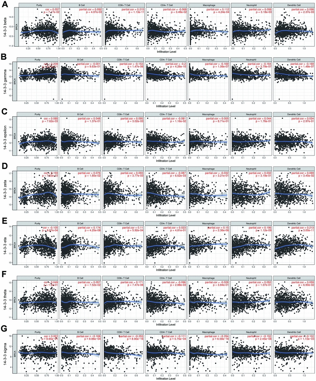 Correlation of TIICs and 14-3-3. Tumor purity is shown in the left panel. The correlation of seven 14-3-3 isoforms and TIICs (B cells, CD4+ T cells, CD8+ T cells, neutrophils, macrophages and dendritic cell types) is displayed. (A) 14-3-3 beta, (B) 14-3-3 gamma, (C) 14-3-3 epsilon, (D) 14-3-3 zeta, (E) 14-3-3 eta, (F) 14-3-3 theta, (G) 14-3-3 sigma.