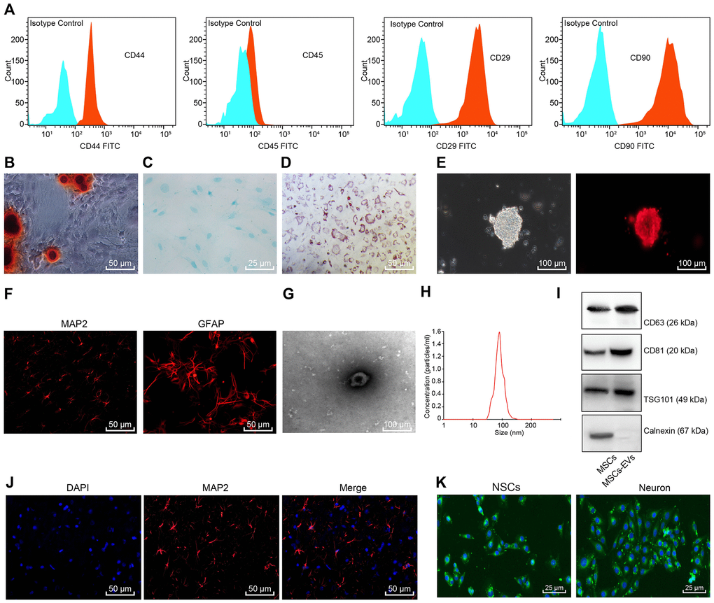 Identification of BMSCs, NSCs, and BMSCs-derived EVs. (A) Immunophenotypic analysis for BMSCs using flow cytometry. Blue represents Isotype control and red represents CD44+/CD45+/CD29+/CD90+ cells. (B) Alizarin red staining of BMSCs (× 200). (C) Alsine blue staining of BMSCs (× 400). (D) Oil red O staining of BMSCs (× 200). (E) Morphology of rat NSCs and Nestin-positive cells detected using immunofluorescence staining (scale bar = 100 μm). (F) The expression of MAP-2 and GFAP in the differentiated NSCs detected using immunofluorescence staining (× 200). (G) Morphology of EVs observed under TEM (scale bar = 100 nm). (H) Particle size distribution of BMSCs-derived EVs measured by NTA. (I) The contents of the surface markers CD81, CD63 and TSG101 in BMSCs and BMSCs-derived EVs measured using Western blot analysis. (J) Neuronal marker MAP-2 detected by immunofluorescence staining (× 200). (K) The uptake of EVs observed under the fluorescence microscope (× 400); green corresponded with the PKH-67-labelled EVs, and blue corresponded with the DAPI-stained BMSCs.