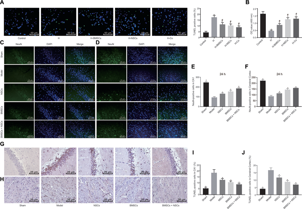 Combined treatment of BMSCs and NSCs promotes survival of neuronal cells in vivo and in vitro. Neuronal cells injured by hypoxia were untreated (H) or co-cultured with BMSCs (H-BMSCs), NSCs (H-NSCs) or BMSCs + NSCs (H-Co) in Panels (A and B). The sham-operated rats were not treated with any cells (sham) while CA rats were not treated (Model) or injected with BMSCs, NSCs or BMSCs + NSCs in Panels (C–J). (A) Apoptosis of neuronal cells assessed by TUNEL staining (× 200). (B) Cell viability assessed by CCK-8 assay. (C) Representative images of the NeuN-positive cells in the hippocampal CA1 region visualized using immunofluorescence staining (× 400). (D) Representative images of NeuN-positive cells in the cerebral cortex visualized using immunofluorescence staining (× 400). (E) The number of NeuN-positive cells in the hippocampal CA1 region. (F) The number of NeuN-positive cells in the cerebral cortex. (G) Apoptosis of neuronal cells in the hippocampal CA1 region assessed by TUNEL staining (× 400). (H) Apoptosis of neuronal cells in the cerebral cortex assessed by TUNEL staining (× 400). (I) Comparison of apoptotic rate in the hippocampal CA1 region. (J) Comparison of apoptotic rate in the cerebral cortex. * p vs. the Control (neuronal cells without any treatment) or Model (rats with CA without any treatment) group, # p vs. the H group (hypoxia-induced injured neuronal cells without any treatment). Data were expressed as mean ± standard deviation, and comparison among multiple groups were analyzed by one-way ANOVA followed by Tukey's post hoc test. n = 10 in animal experiments. The cell experiments were conducted 3 times independently.