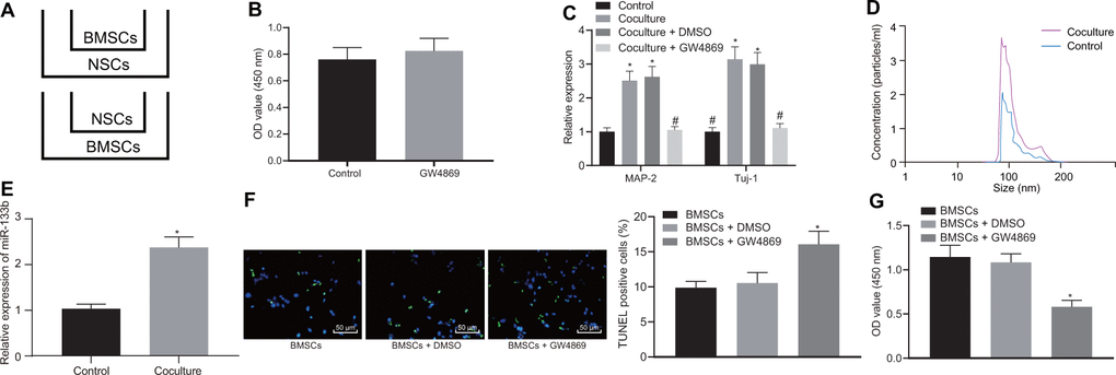 EVs derived from BMSCs are promoted by NSCs. The cells were grouped into Control (NSCs), Coculture (co-culture of BMSCs and NSCs), Coculture-DMSO (co-culture of BMSCs and NSCs with DMSO in the apical chamber), Coculture-GW4869 (co-culture of BMSCs and NSCs cells with GW4869 in the apical chamber). (A) Co-culture of BMSCs and NSCs in the Transwell chambers. (B) The viability of neuronal cells after GW4869 (an inhibitor for EVs) treatment determined using CCK-8 assay. (C) The mRNA expression of neuronal cell markers (MAP-2 and Tuj-1) in the BMSCs untreated or co-cultured with BMSCs with the addition of DMSO or GW4869 in the apical chamber determined by RT-qPCR. (D) The concentration of EVs determined by NTA. (E) The expression profile of miR-133b in BMSCs-derived EVs determined by RT-qPCR. (F) The neuronal cell apoptosis assessed by TUNEL assay (× 200). (G) The neuronal cell proliferation after co-culture with EVs detected by CCK-8 assay. * p vs. NSCs or BMSCs alone. # p vs. co-culture of BMSCs and NSCs. Data are expressed as mean ± standard deviation, and data between two groups were analyzed using the unpaired t test while data among multiple groups were analyzed by one-way ANOVA with the Tukey's post hoc test. The cell experiments were conducted 3 times independently.