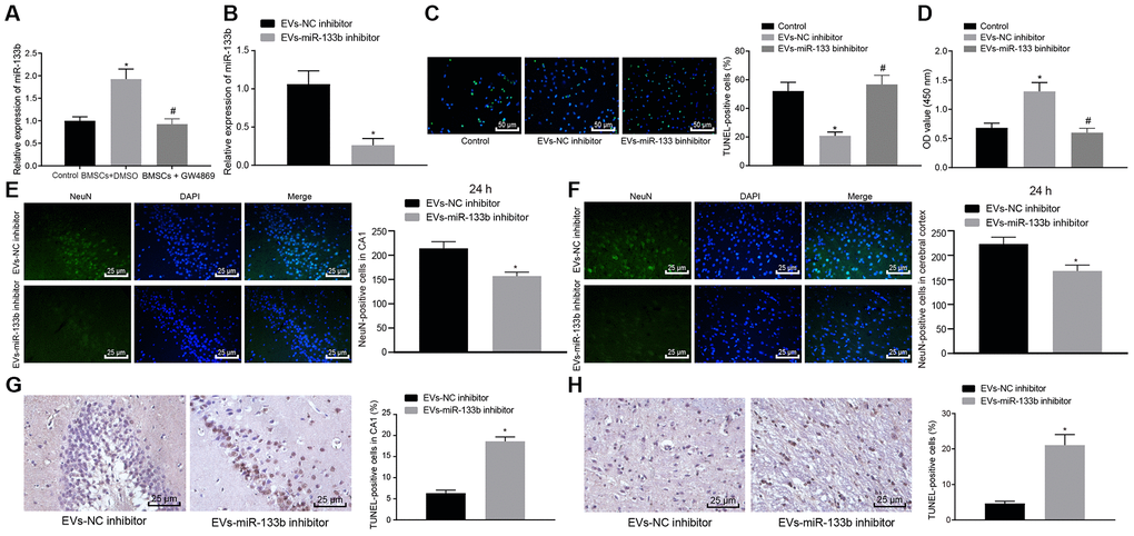 Neuronal cell survival in rats with CA is promoted by miR-133b transferred via BMSCs-derived EVs. (A) The miR-133b expression in neuronal cells following co-culture with BMSCs and treatment of GW4869 or DMSO determined by RT-qPCR. (B) The miR-133b expression in neuronal cells following co-culture with EVs derived from the BMSCs treated with miR-133b inhibitor determined by RT-qPCR. (C) The neuronal cell apoptosis detected by TUNEL assay (× 200). (D) The neuronal cell proliferation detected by CCK-8 assay. (E) The number of NeuN-positive cells in hippocampal CA1 region (× 400). (F) The number of NeuN-positive cells in cerebral cortex (× 400). (G) Apoptosis of neuronal cells in hippocampal CA1 region assessed by TUNEL staining (× 400). (H) Apoptosis of neuronal cells in cerebral cortex assessed by TUNEL staining (× 400). * p vs. the EVs-NC inhibitor group (neuronal cells co-cultured with EVs derived from the BMSCs treated with NC inhibitor). Data were expressed as mean ± standard deviation. Data between two groups were analyzed by unpaired t test while data among multiple groups were analyzed by one-way ANOVA with Tukey's post hoc test. n = 10 in animal experiments. The cell experiments were conducted 3 times independently.