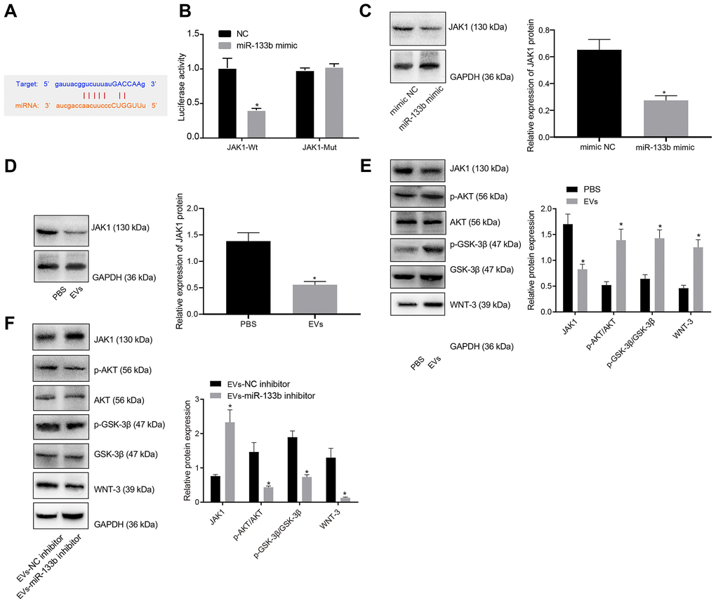 miR-133b in BMSCs-derived EVs mediates the AKT-GSK-3β-WNT pathway by targeting JAK1. (A) Prediction binding site of miR-133b in JAK1 3'-UTR. (B) Detection of luciferase activity using dual-luciferase reporter gene assay; * p vs. the NC group. (C) The expression of JAK1 in neuronal cells normalized to GAPDH in response to miR-133b mimic determined by Western blot analysis; * p vs. the mimic NC group (neuronal cells treated with mimic NC). (D) The expression of JAK1 in neuronal cells normalized to GAPDH in response to treatment of BMSCs-derived EVs determined by Western blot analysis. (E) Protein levels of JAK1, p-AKT/AKT, p-GSK-3β/GSK-3β, and WNT-3 in the neuronal cells normalized to GAPDH in response to treatment of BMSCs-derived EVs determined by Western blot analysis. * p vs. the PBS group (neuronal cells treated with PBS). (F) Protein levels of JAK1, p-AKT/AKT, p-GSK-3β/GSK-3β, and WNT-3 in the neuronal cells normalized to GAPDH in response to treatment of EVs derived from the BMSCs treated with miR-133b inhibitor determined by Western blot analysis. * p vs. the EVs-inhibitor NC group (neuronal cells in co-culture system with EVs derived from the BMSCs treated with inhibitor NC). Data obtained from three independent cell experiments were expressed as mean ± standard deviation. Data between two groups were analyzed by the unpaired t test.