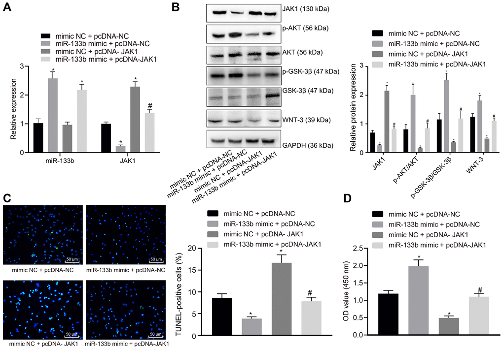 miR-133b confers protection against neuronal cell apoptosis induced by hypoxia through inhibition of JAK1. (A) miR-133b expression profile and JAK1 mRNA level determined using RT-qPCR. (B) Protein levels of JAK1, p-AKT/AKT, p-GSK-3β/GSK-3β, and WNT-3 normalized to GAPDH determined using Western blot analysis. (C) Apoptosis of neuronal cells assessed by TUNEL staining (× 200). (D) Cell viability detected by CCK-8 assay. * p vs. the mimic NC + pcDNA-NC group (neuronal cells treated with mimic NC + pcDNA-NC); # p vs. the miR-133b mimic + pcDNA-NC group (neuronal cells treated with miR-133b mimic + pcDNA-NC). Data obtained from three independent cell experiments were expressed as mean ± standard deviation and data among multiple groups were analyzed by one-way ANOVA followed by the Tukey's post hoc test.