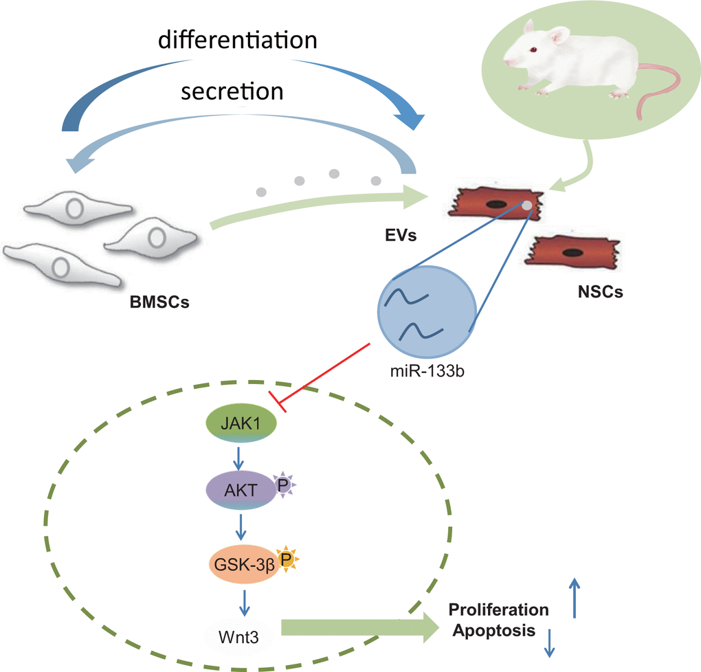 Systematic diagrams sketching the protection of combined transplantation of BMSCs and NSCs in CA-induced neurological impairment. BMSCs promote NSC differentiation into neuronal cells and NSCs stimulate BMSCs to release EVs harboring miR-133b into the neuronal cells thereby facilitating neuronal cell survival.