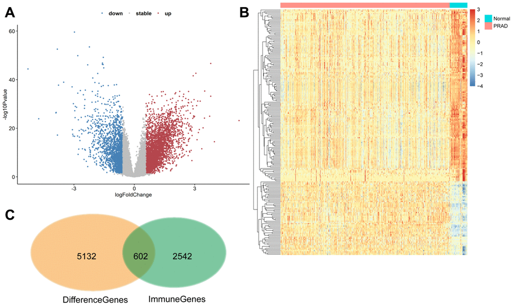 602 differentially expressed immune-related genes were identified. (A and B) Volcano plot and heat maps showing differentially expressed genes in TCGA prostate cancer samples. (C) The 602 differentially expressed immune genes were considered candidate genes for the risk model.