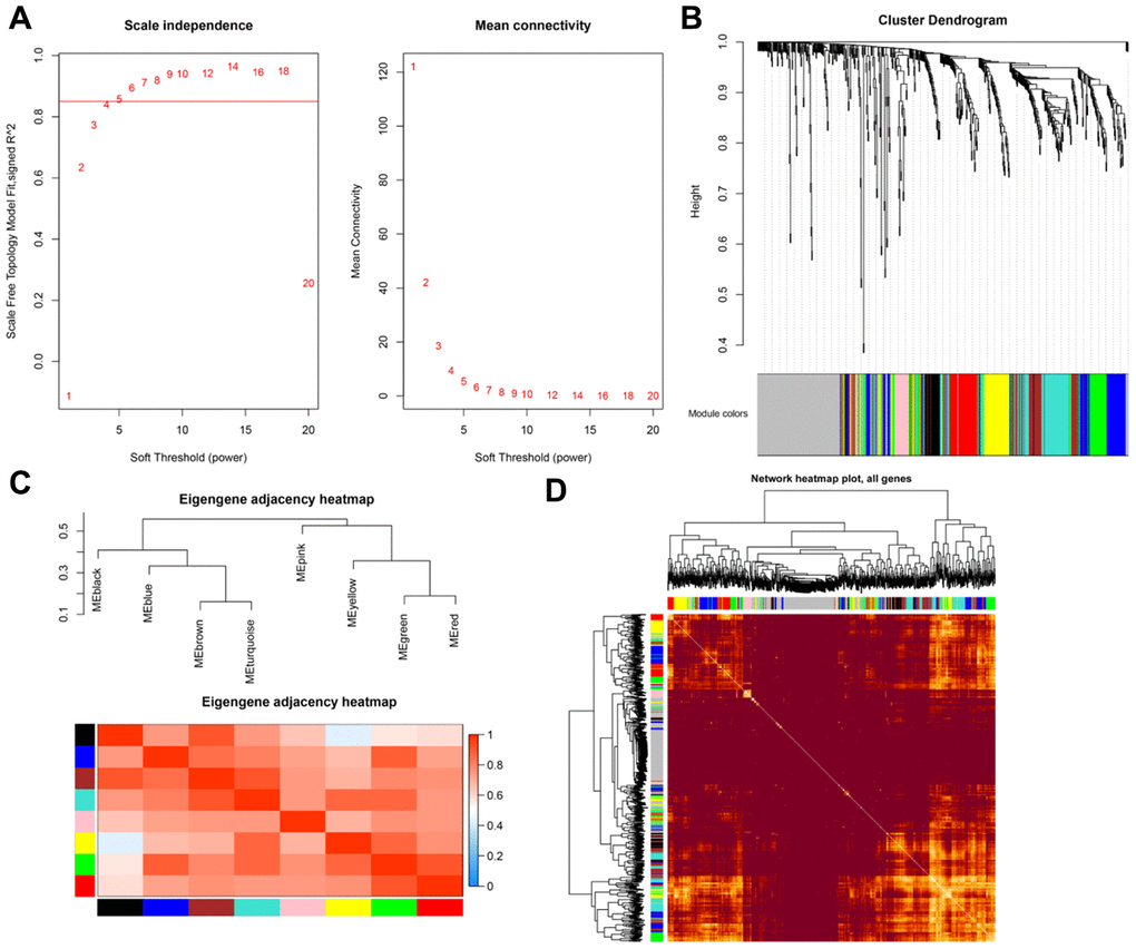 (A) Scale-free fit index for soft-thresholding powers. (B) Dendrogram showing all differentially expressed genes clustered based on different metrics. (C) Heatmap of correlations between module eigengenes and clinical traits. (D) Visualization of gene networks.