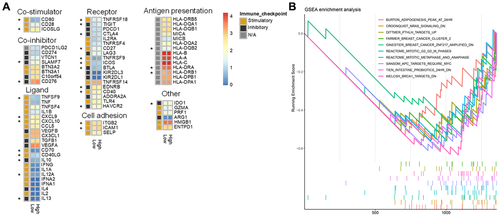 Differences in immune characteristics between the high and low risk score groups. (A) Expression of 75 immunomodulators in the high and low risk groups. “*” indicates a difference in expression between the high and low risk groups. (B) Immune-related GSEA enrichment analysis.