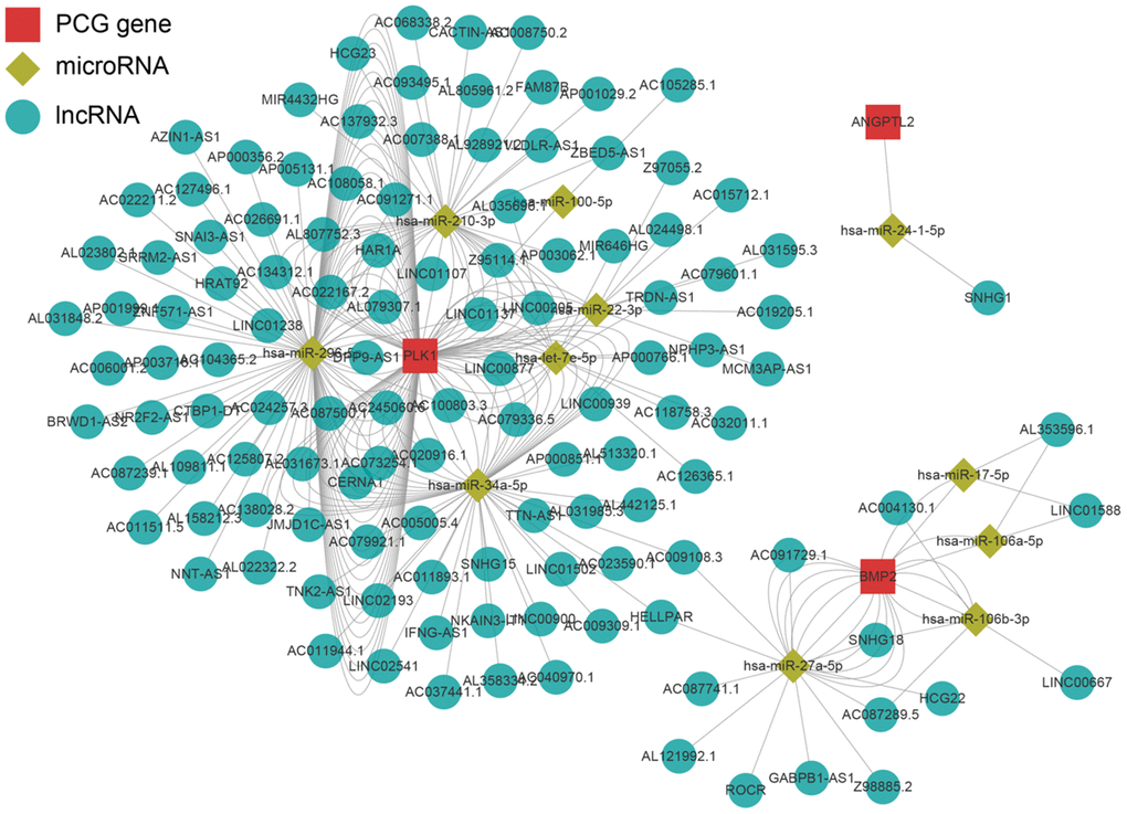 Regulatory network of the key genes. Red squares indicate key genes, green diamonds indicate microRNAs, and green circles indicate lncRNA. Key genes for which literature reporting validated regulatory networks was not available were omitted.