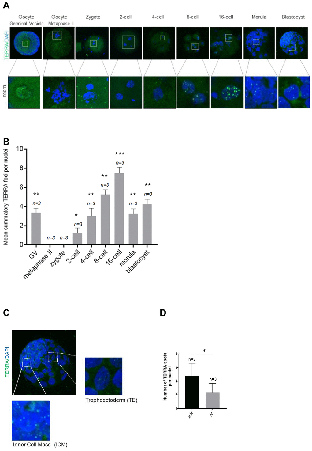 TERRA expression in bovine oocytes, early cleavage and blastocyst stage. (A) The TERRA signal was detected by RNA-FISH on bovine oocytes and different cleavage stages of bovine early embryos and blastocysts using a probe targeting TERRA’s telomeric track (green), DAPI=blue. Zoom areas are shown, where only the bright puncta correspond to TERRA transcripts (B). Graph shows the quantification of the mean number of TERRA spots in all developmental stages (mean+s.d., n=number of samples). (C) Zoom areas corresponding to the inner cell mass (ICM) and trophoectoderm (TE) are shown. (D) Graph represents the mean number of TERRA spots in the ICM and TE (mean+s.d., n=number of blastocysts). Total number of foci and nuclei used for the analysis are indicated. Scale bar: 10 μm. The Student’s t-test was used for all statistical analysis (*p