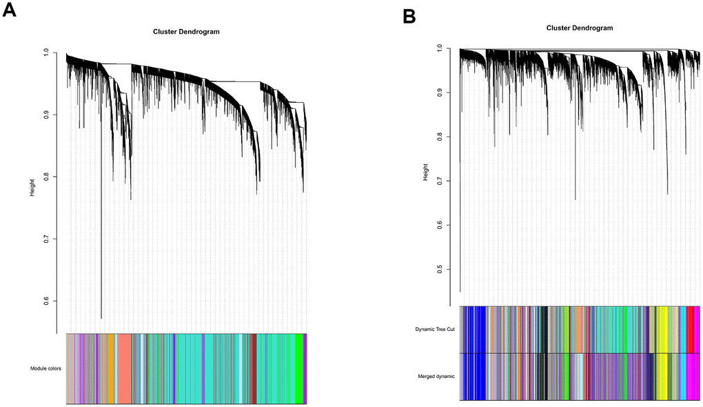 Establishment of co-expression modules of MB. The colored bars below the clustering dendrogram represent the original modules (A) and merged modules (B). Fifty-five modules were generated by the Dynamic Tree Cut method. Forty-one modules were identified after merging according to the module dissection threshold.