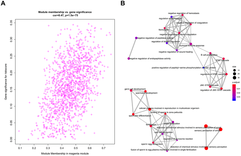 Functional annotation for magenta module. (A) Scatter plot of module eigengenes associated with risk score in the magenta module. (B) GO analysis involved in the co-expression magenta module.